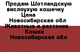 Продам Шотландскую вислоухую кошечку. › Цена ­ 1 000 - Новосибирская обл. Животные и растения » Кошки   . Новосибирская обл.